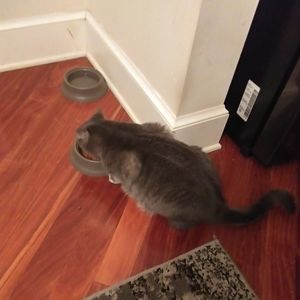 Meet your Posher, Shane